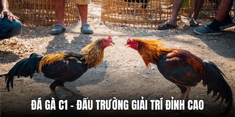 đá gà c1