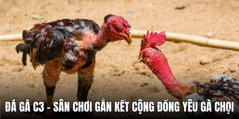 Đá gà C3