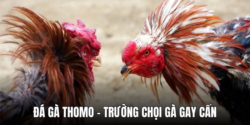 đá gà thomo