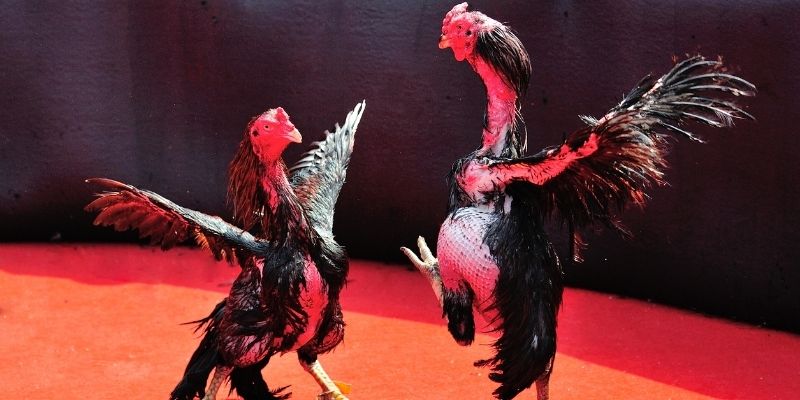 Giới thiệu về giải đá gà C3