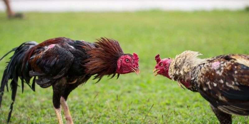 Khi tham gia đá gà C1 cần có kiến thức về luật chơi