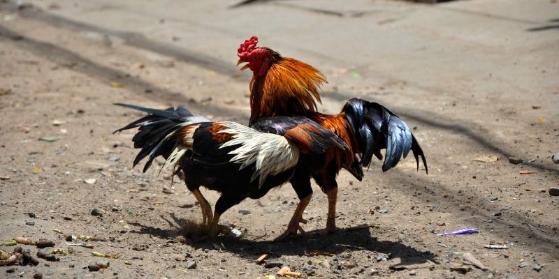 Nguồn gốc của loại hình này