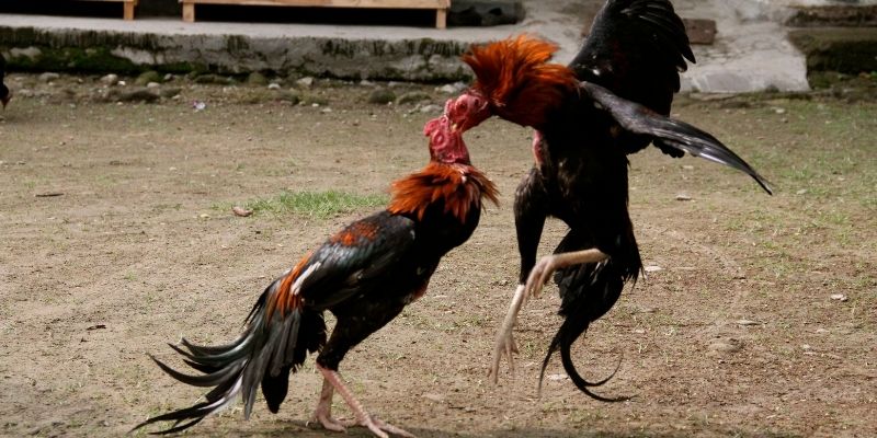 Quy định về cách tham gia đá gà tại giải C3